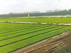 米乐体育提现不了:顺应城乡融合新形势 特色乡村振兴之路越走